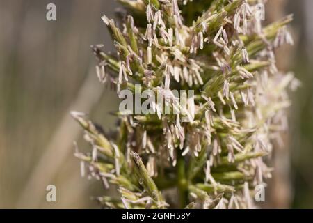 Weiße Blütenstände der Riesenwildrye, Elymus Condensatus, Poaceae, geboren in Solstice Canyon NPS, Santa Monica Mountains, Frühling. Stockfoto