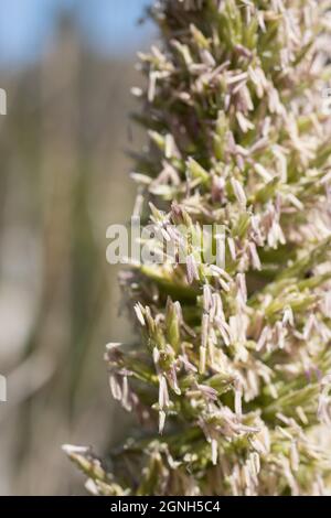 Weiße Blütenstände der Riesenwildrye, Elymus Condensatus, Poaceae, geboren in Solstice Canyon NPS, Santa Monica Mountains, Frühling. Stockfoto
