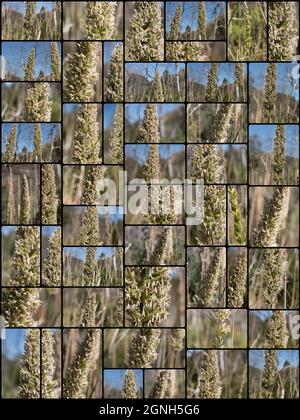 Collage aus weißen Blütenständen der Rispe auf der Riesenwildrye, Elymus Condensatus, Poaceae, aus dem Santa Monica-Gebirge, fotografiert im Frühjahr 2021 Stockfoto