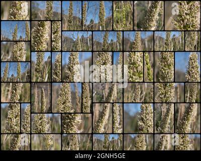 Collage aus weißen Blütenständen der Rispe auf der Riesenwildrye, Elymus Condensatus, Poaceae, aus dem Santa Monica-Gebirge, fotografiert im Frühjahr 2021 Stockfoto