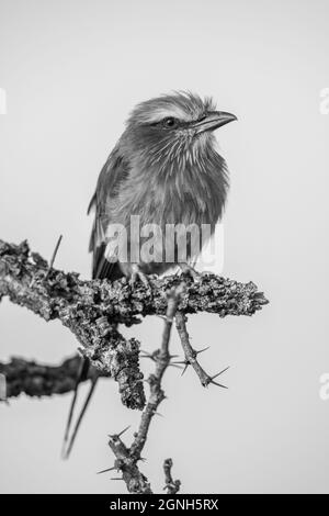 Monofliederbreasted Roller auf Dornbusch beobachten Kamera Stockfoto