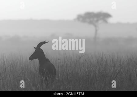 Mono Silhouette von männlichen Topi mit Baum Stockfoto