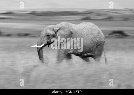 Mono langsame Pfanne von afrikanischen Elefanten zu Fuß Stockfoto