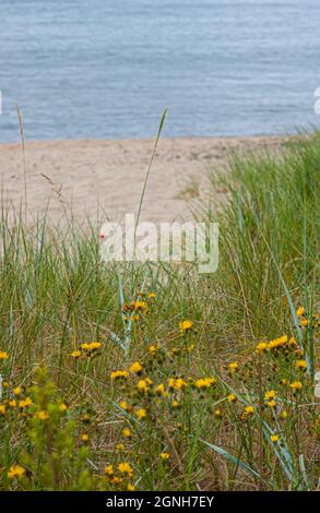 Gras, Sand und Meer am Strand im Sommer Stockfoto