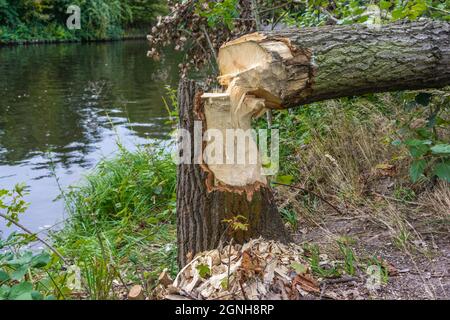 Baumstamm wurde von einem Biber am Teltow-Kanal in Treptow in Berlin, Deutschland, Europa, genagt und gefällt Stockfoto