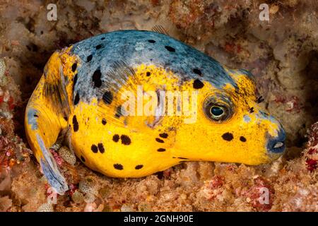 Dieser Schwarzfleckige oder hundegesichtige Kugelfisch, Arothron nigropunctatus, wird auf dem Riff für die Nacht, Philippinen, Südostasien, zusammengerollt. Ein Transpar Stockfoto