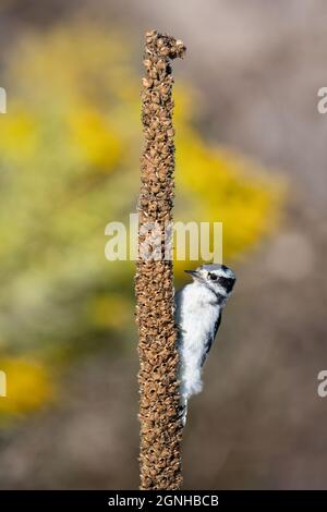 Ein flauschiger Specht fickt am Rouge Beach in Scarborough, Ontario, auf der Großmullein mit Goldrute im Hintergrund. Stockfoto