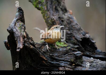 Der männliche Carolina-Wren thronte auf einem Baumstumpf in der östlichen Hälfte der USA, während er nach einer Fleischfresser-Mahlzeit suchte. Thryothorus Iudovicianus © Billy Grimes/Alamy Stockfoto