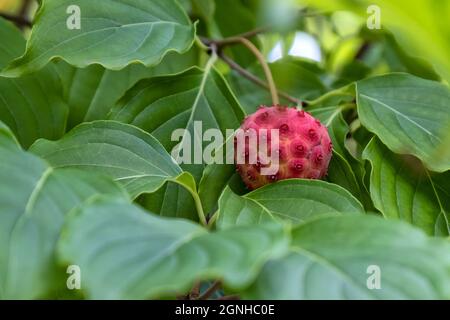 Rote Kousa Dogwood Frucht auf Baum Stockfoto