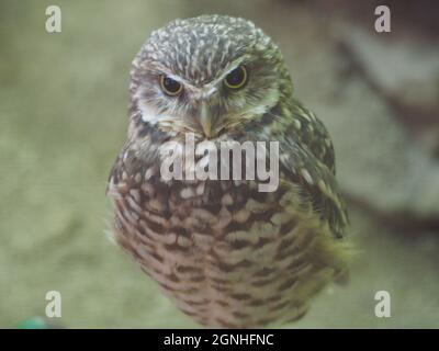 SMALL OWL (BURROWING OWL-LIKE) Stockfoto