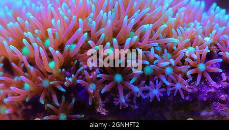 Grüner Stern Polyp Weichkoralle - Briareum violaceum Stockfoto