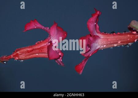 Rote Blumen mit Wassertropfen. Stockfoto