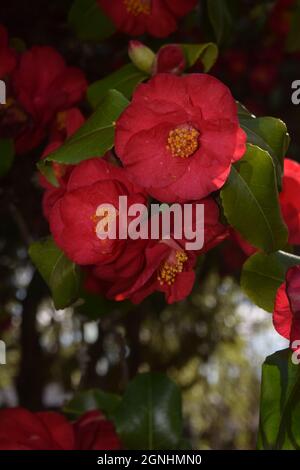 Eine rote Kamelie, die in einem Garten in Oregon wächst Stockfoto