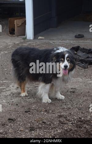 Ein älterer australischer Schäferhund Stockfoto