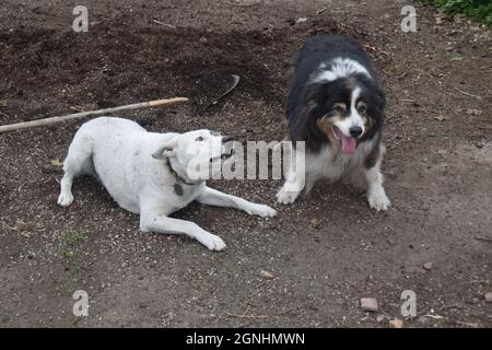 Ein junger Pitbull-Heeler-Mix spielt mit einem älteren australischen Schäferhund in Oregon Stockfoto