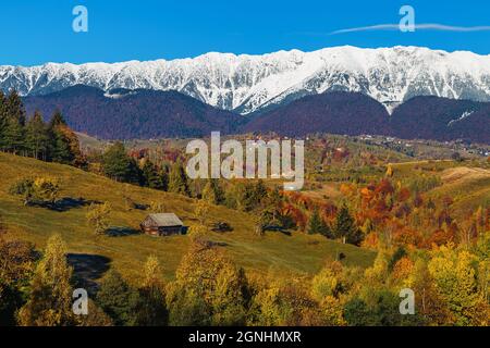Bewunderungswürdige Herbstlandschaft und farbenprächtiger Laubwald an den Hängen. Farbenfrohe Wälder und schneebedeckte Berge im Hintergrund, Piatra Craiului Berge, Stockfoto