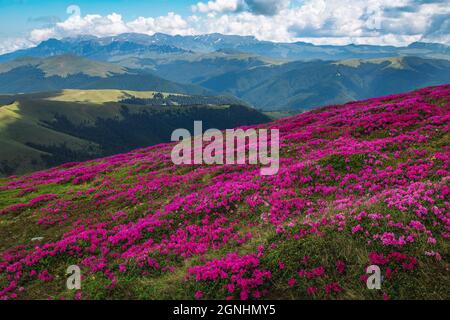 Wunderschöne Sommernaturlandschaft, blühende farbenfrohe rosa Rhododendron-Blumen an den Berghängen in den Bergen von Leaota, Karpaten, Siebenbürgen, Ro Stockfoto