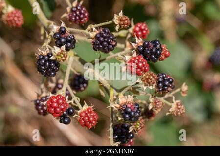 Brombeeren, Brombeeren, gereift und gereift ( Rubus fruticosus ). Bramble Früchte in verschiedenen Stadien der Reifung. Farbe zieht die Aufmerksamkeit auf sich Stockfoto