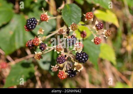 Brombeeren, Brombeeren, gereift und gereift ( Rubus fruticosus ). Bramble Früchte in verschiedenen Stadien der Reifung. Farbe zieht die Aufmerksamkeit auf sich Stockfoto