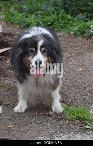 Ein älterer australischer Schäferhund Stockfoto