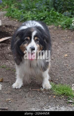 Ein älterer australischer Schäferhund Stockfoto