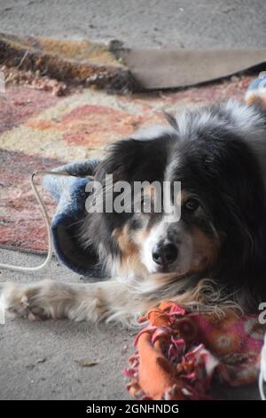 Ein älterer australischer Schäferhund Stockfoto
