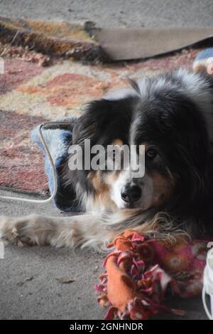 Ein älterer australischer Schäferhund Stockfoto