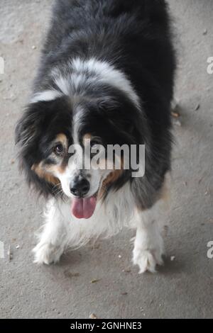 Ein älterer australischer Schäferhund Stockfoto