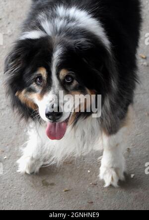Ein älterer australischer Schäferhund Stockfoto
