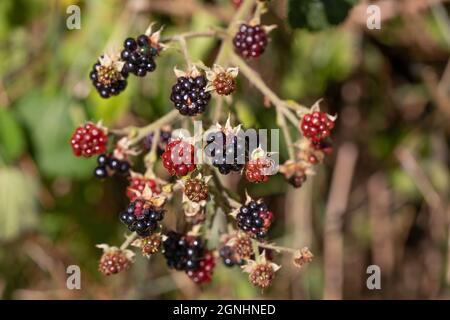 Brombeeren, Brombeeren, gereift, gereift (Rubus fruticosus). Früchte verschiedene Stadien der Reifung. Die Farbe erregt die Aufmerksamkeit der frugivoren Vögel. Stockfoto