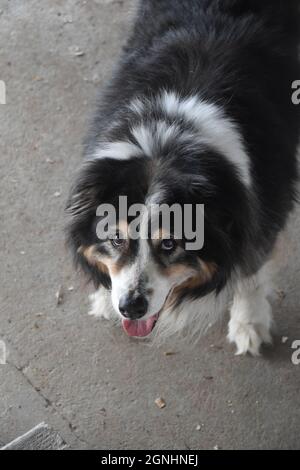 Ein älterer australischer Schäferhund Stockfoto