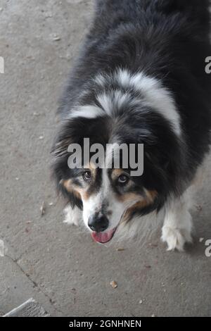 Ein älterer australischer Schäferhund Stockfoto