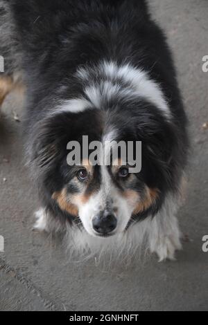 Ein älterer australischer Schäferhund Stockfoto