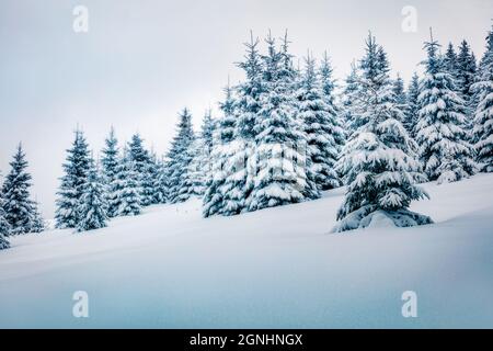 Kalter Wintermorgen im Bergwald mit schneebedeckten Tannenbäumen. Malerische Außenlandschaft der Karpaten. Schönheit der Natur Konzept backgr Stockfoto