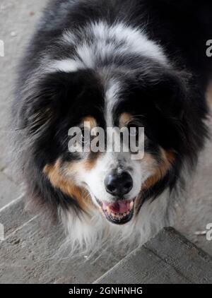 Ein älterer australischer Schäferhund Stockfoto
