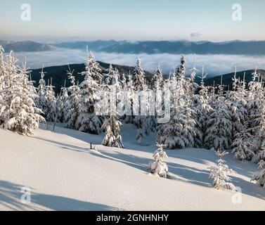 Sonniger Wintermorgen im Bergwald mit schneebedeckten Tannenbäumen. Herrliche Outdoor-Szene der Karpaten. Schönheit der Natur Konzept backgrou Stockfoto