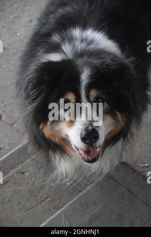 Ein älterer australischer Schäferhund Stockfoto
