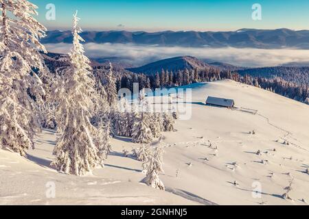 Erstaunliche Morgenszene des Bergdorfes in hohen Bergen. Sonnige Winteransicht der Karpaten. Toller Sonnenaufgang im Bergtal mit schneebedeckter Tanne Stockfoto