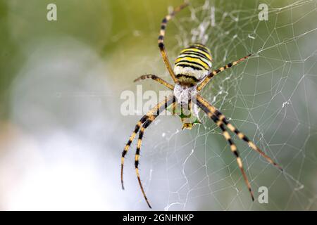 Schwarz-gelber Streifen Argiope bruennichi Wespenspinne auf Netz. Stockfoto