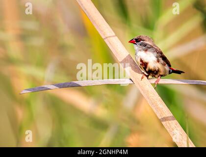 Roter Avadavat auf einem Gras sitzend Stockfoto