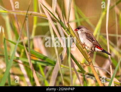 Roter Avadavat, der auf einem langen Gras steht Stockfoto