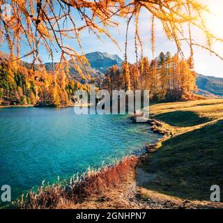 Farbenfroher Herbstmorgen am Champferersee. Beeindruckende Sonnenaufgangsszene des Dorfes Silvaplana im Morgennebel. Alpen, Schweiz, Europa. Beau Stockfoto