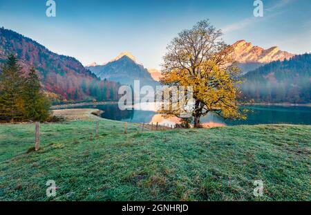 Einsamer goldener Baum mitten im frostigen Tal. Malerischer Herbstblick auf den Obersee, Dorflage Nafels. Erstaunliche Morgenszene von Swiss Al Stockfoto