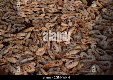 Getrocknete Garnelen auf einem Markt in Kambodscha Stockfoto