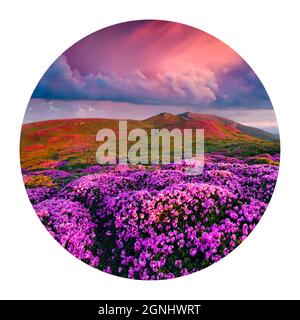 Runde Ikone der Natur mit Landschaft. Dramatischer Sommeraufgang mit blühenden Rhododendronblüten. Herrliche Szene in den Karpaten, U Stockfoto