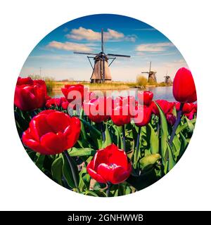 Runde Ikone der Natur mit titycal Holland Landschaft. Die berühmten niederländischen Windmühlen. Atemberaubender Blick auf den Frühling durch rote Tulpen auf den niederländischen Kanälen. Ph Stockfoto