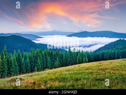 Dichter Nebel breitet sich zwischen den Berggipfeln aus. Farbenfrohe Sommersonnenaufgänge in den Karpaten. Herrliche Aussicht auf das Bergtal, Tatariv V Stockfoto