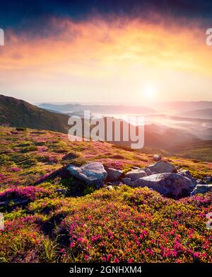 Nebliger Sommeraufgang in den Karpaten. Frisches Gras und Rhododendronblüten, die durch das erste Sonnenlicht auf den Bergen, Chornogora, Ukrain, glühen Stockfoto