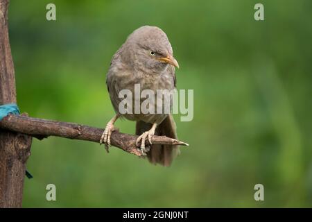 Schöner indischer Gelehrter-Vogel sitzt auf einem Ast von Bäumen Stockfoto