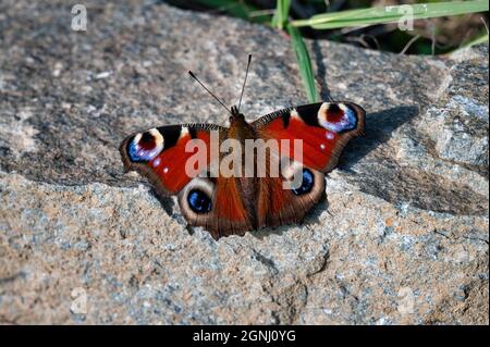 Der Pfauenfalter breitet seine Flügel auf einem Felsen in Irland aus Stockfoto